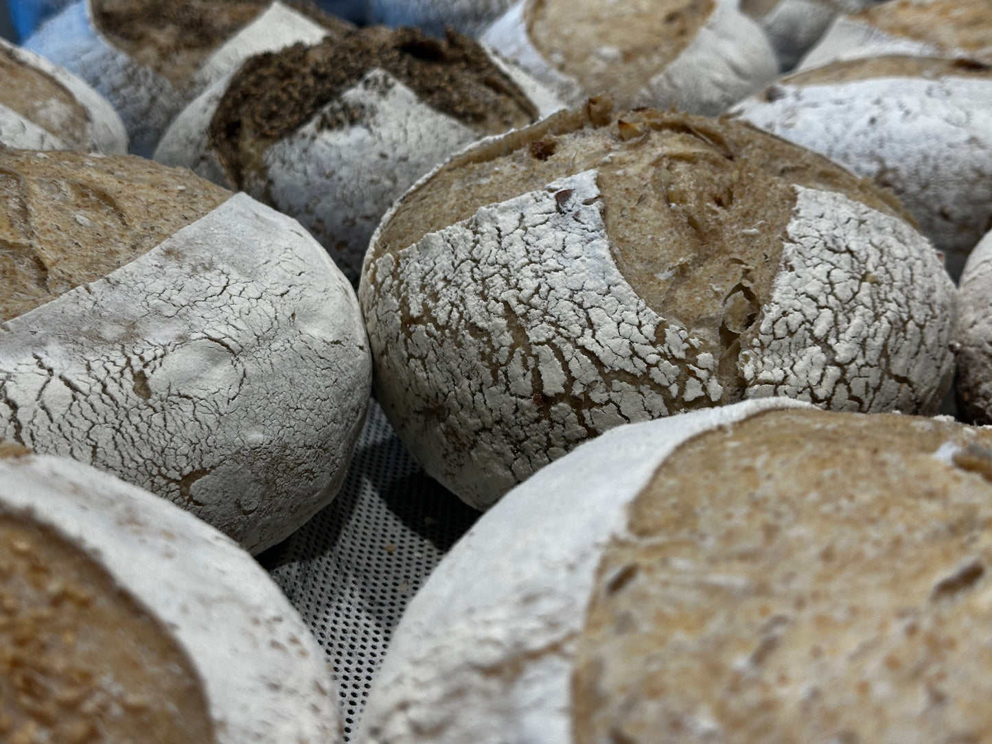Sourdough Plain