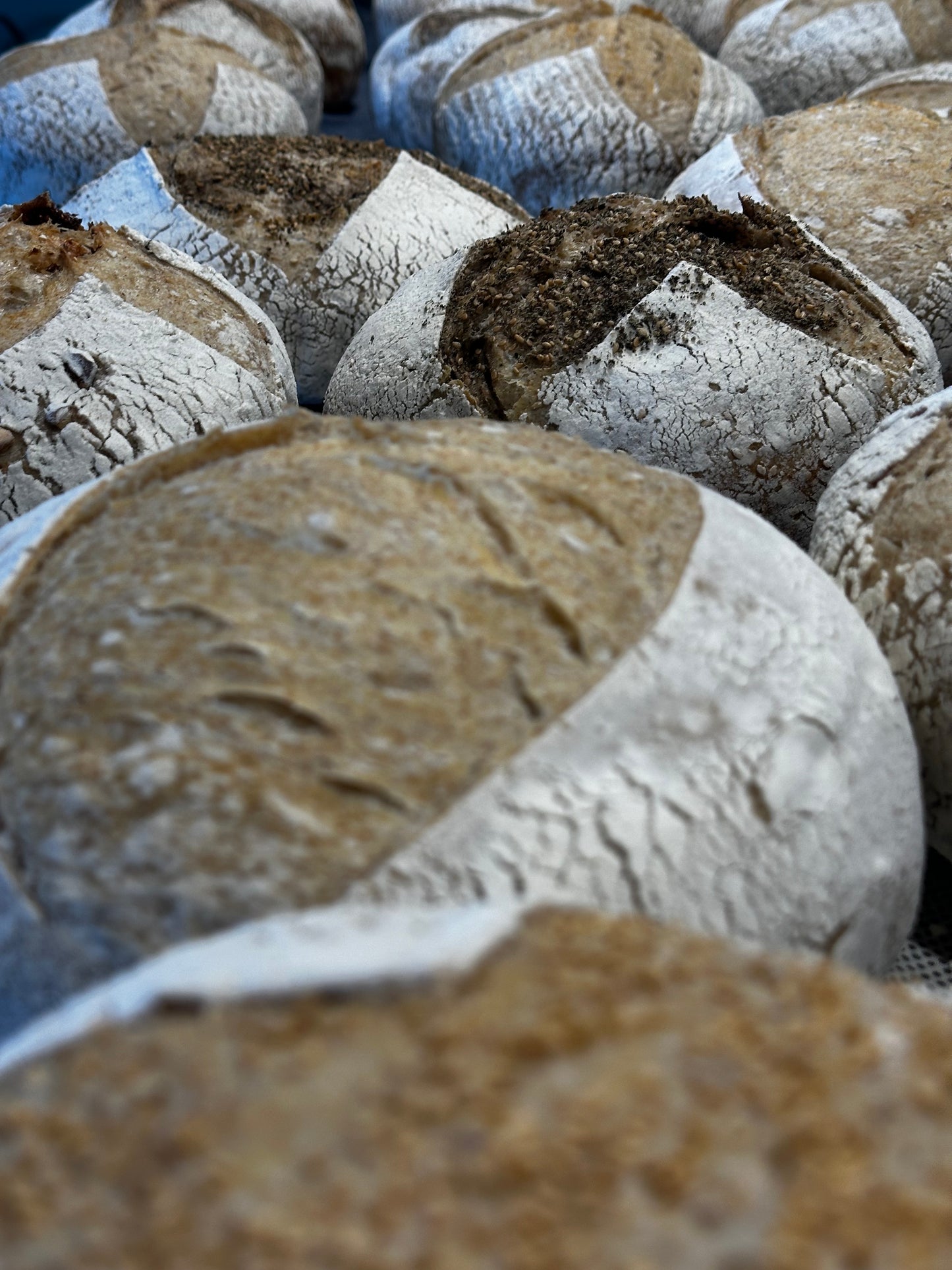 Sourdough Plain